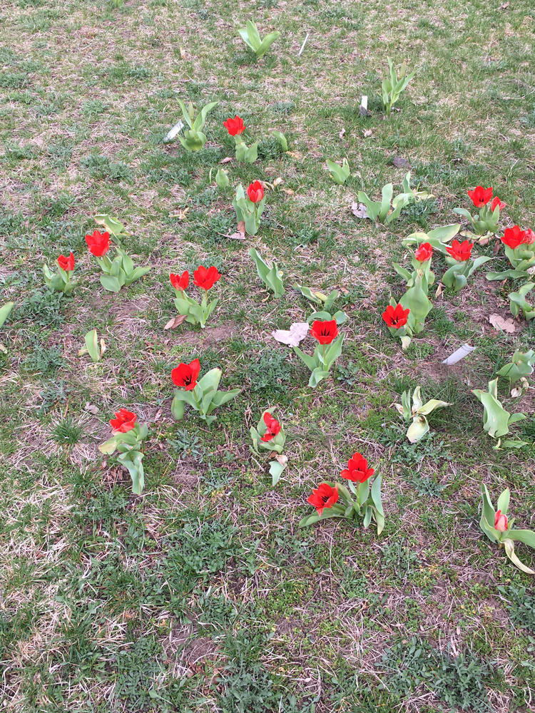 4th grade Tulips